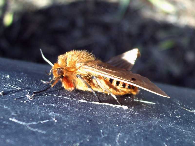 e questa? - Phragmatobia fuliginosa